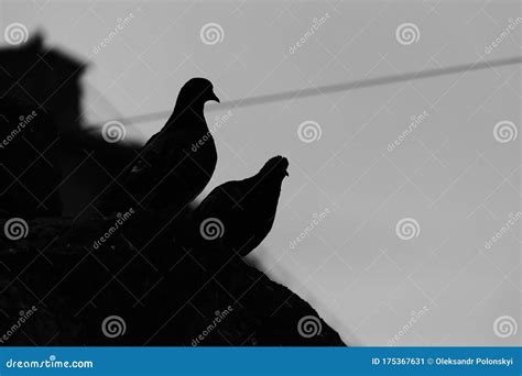 Silhouette Of Two Doves Black White Photography Stock Image Image Of