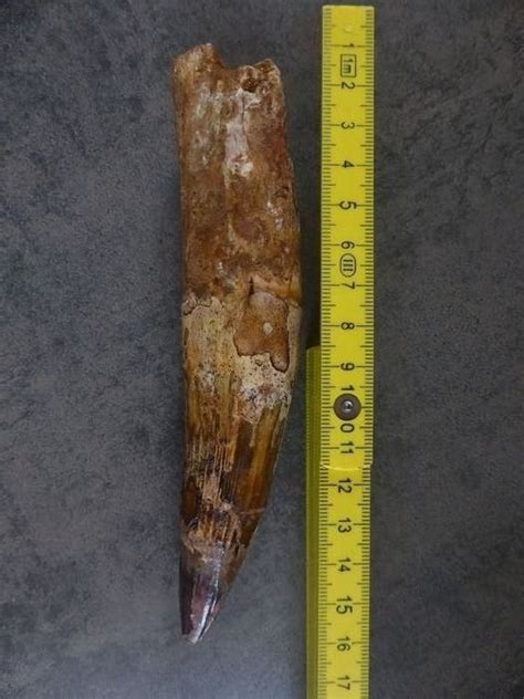 Extremely Large Rooted Spinosaur Tooth Spinosaurus Catawiki