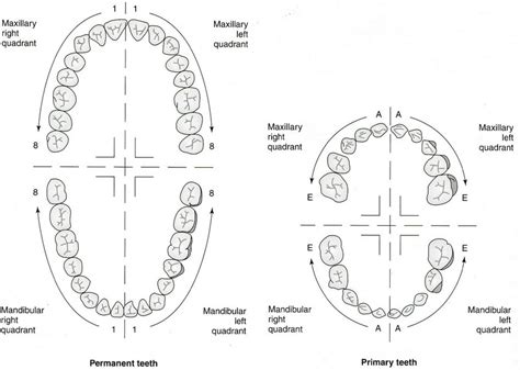 It is the oldest and is prevalent in the uk. Tooth numbering systems in dentistry | News | Dentagama