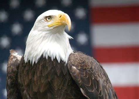 american eagle  nu venture llc