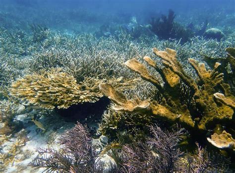 Reef Building Corals And Microscopic Algae Within Their Cells Evolve