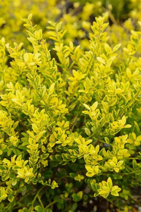 Touch Of Gold Holly Golden Low Maintenance Shrub From Southern Living
