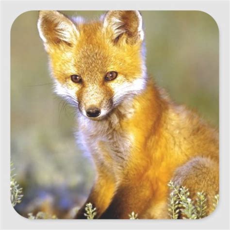 Cute Little Baby Red Fox Square Sticker Zazzle