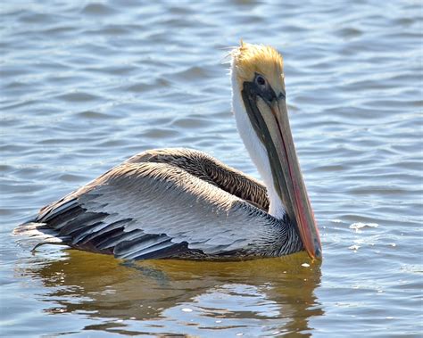 The diet of pelicans usually consists of fish,50 but occasionally amphibians, turtles, crustaceans, insects, birds, and mammals are also eaten.656667 the size of the preferred prey fish varies depending on pelican species and location. Drift Away: Pelicans and Mathematics