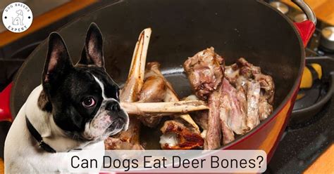 Can Dogs Eat Deer Bone Read This First