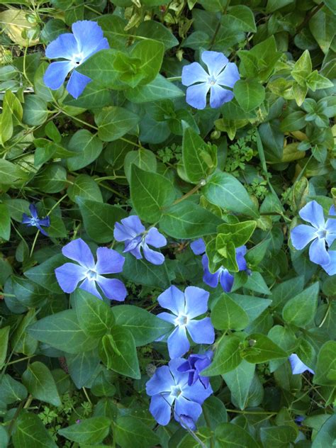 Free Photo Periwinkle Blue Flowers Free Download Jooinn