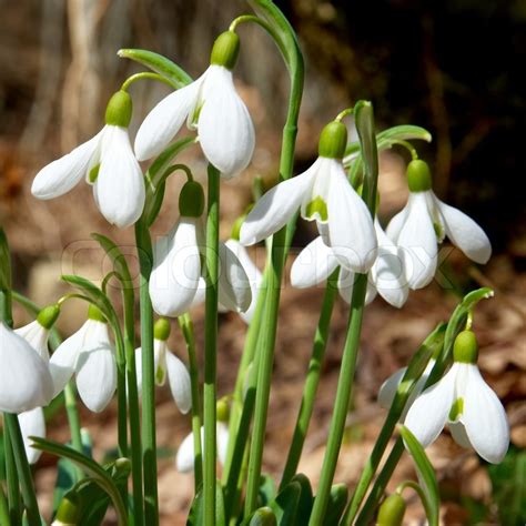 Spring Snowdrop Flowers With Snow In Stock Image Colourbox