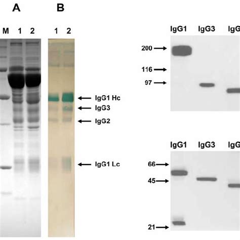 (PDF) Alpaca (Lama pacos) as a convenient source of recombinant camelid