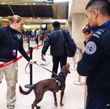 National Explosives Detection Canine Team Program Wikipedia