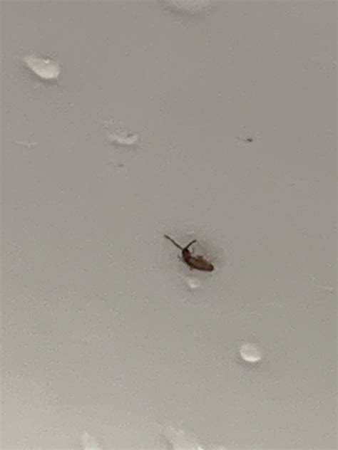 If you saw a silver bug racing across your bathroom floor, there is a good chance it was a silverfish. Identifying Small Bugs in the Bathroom? | ThriftyFun