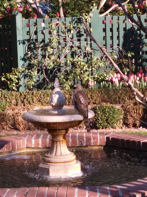 It's the perfect last minute online gift for a birthday, graduation, wedding, holiday, and more. Cooper Hawk at Gamble Garden waiting for an unsuspecting ...