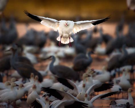 Snow Goose Wallpaper Wallpapersafari