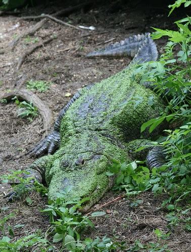 Alligator New Orleans Zoo Gjessoelouisiana Flickr