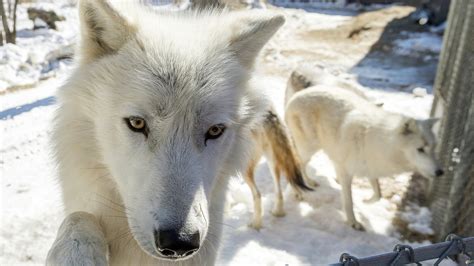 Arctic wolves in Minnesota adjusting to new pack | MPR News
