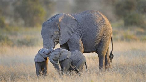 Elephant Desktop Wallpaper (78+ pictures)