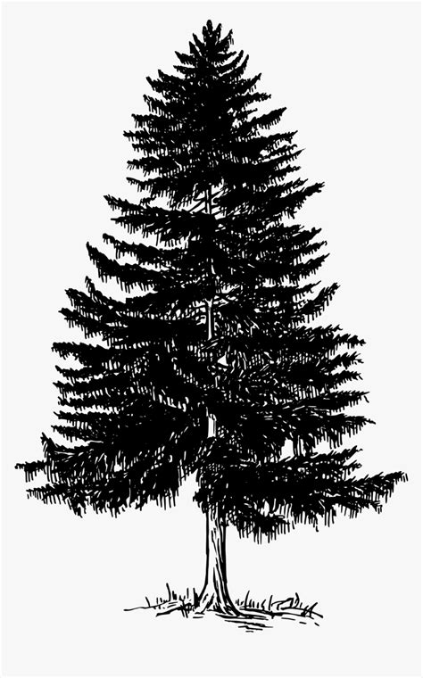 Black And White Pine Tree Png Vector Clipart Psd Pine Tree Black
