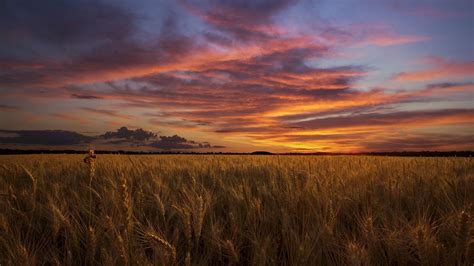 Sunset Over Wheat Field Wallpapers And Images Wallpapers
