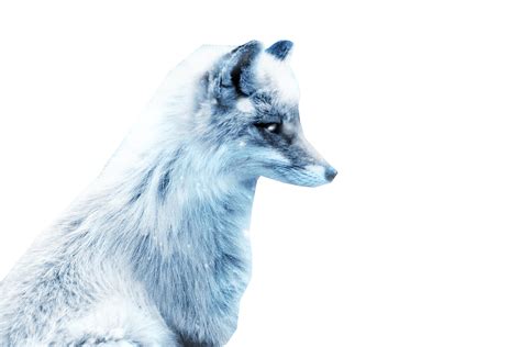 White Fox Png White Arctic Fox Transparent Png All Vector Nona