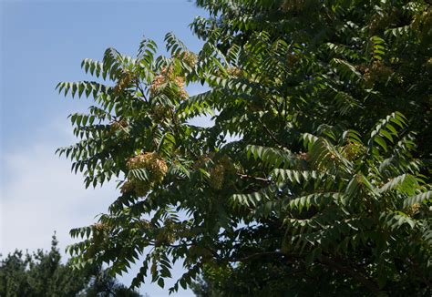 Tree-of-heaven is a far-from-heavenly weed - The Blade