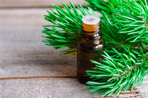 Transform Your Health With Just One Drop Discover Pine Essential Oil Green Theory Naturals
