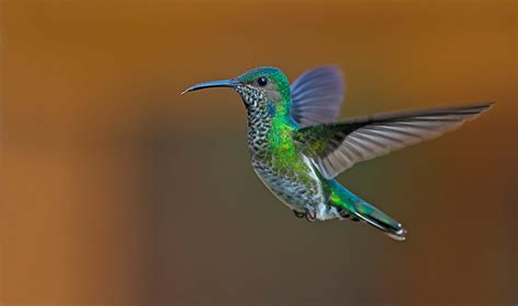 Kolibris Sonnenvögel Naturfotografie