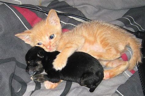 Cute Kitten And Puppy Share Hug In Adorable Embrace That