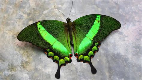 Top 10 Beautiful Butterflies Earth