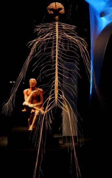 The Brain Gets Special Focus At Body Worlds Exhibit Entertainment