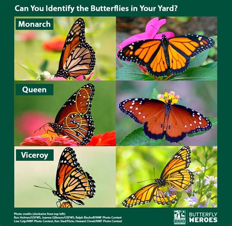 don t let these monarch look alikes fool you improve your skills with our identification guide