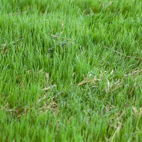 Horse Pasture Grasses Comparison Tool