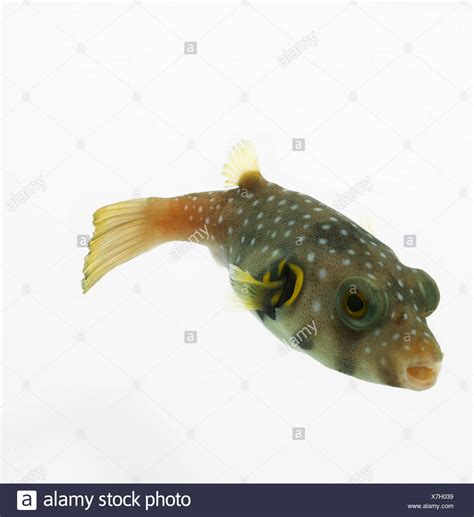 Puffer Fish Stock Photos And Puffer Fish Stock Images Alamy
