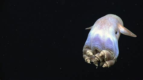 Octopus Facts The Adorable Dumbo And Two Spot Species Owlcation