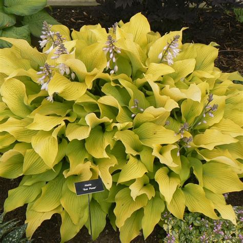 Hosta Sun Power Buy Plantain Lily At Coolplants