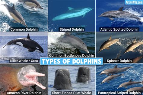 Types Of Dolphins List Of All Dolphin Species Pictures And Facts