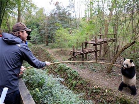 Chengdu Panda Research Base Of Giant Panda Breeding Sichuan China