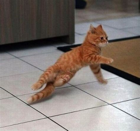 Ten Funny Pictures Of Animals Dancing That Will Make You Smile