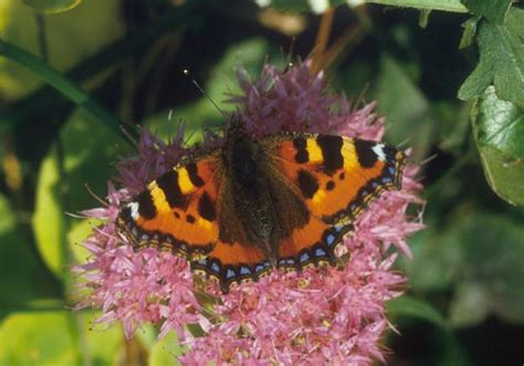 Big Butterfly Count In Uk Begins To See If Numbers Are Declining