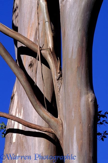 Eucalyptus Trunk Photo Wp03065