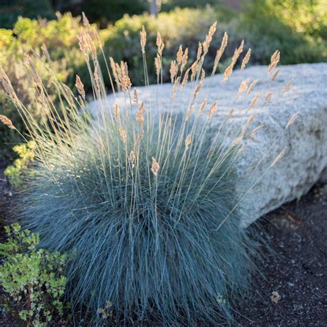 Festuca Glauca ‘beyond Blue