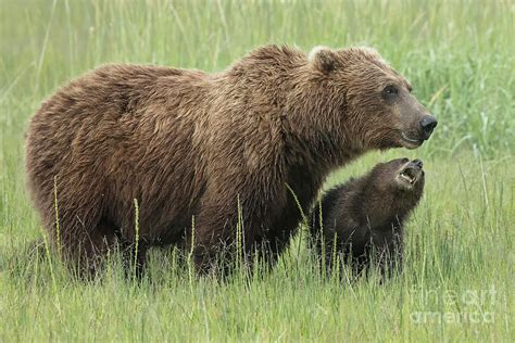 Momma Bear With First Year Cub Photograph By Linda D Lester Fine Art
