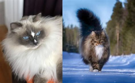 Ragdoll Vs Norwegian Forest Cat Breed Comparison