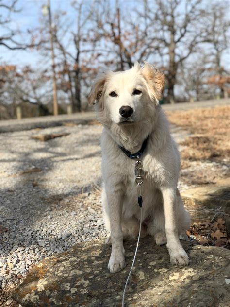 1 year old rescue. Golden Retriever mix or Great Pyrenees? Neither ...