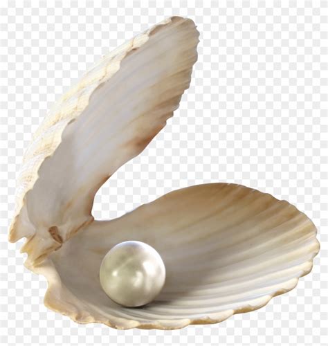 Seashell Png Sea Shell Pearl Png Transparent Png 1800x2029473408