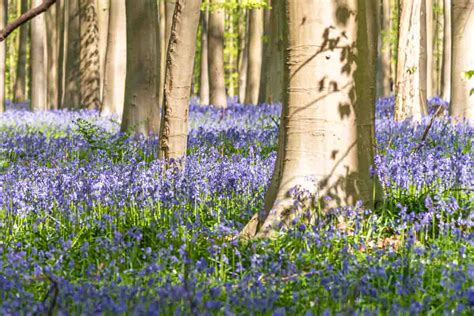 Hallerbos Belgium How To Visit This Wonderful Forest