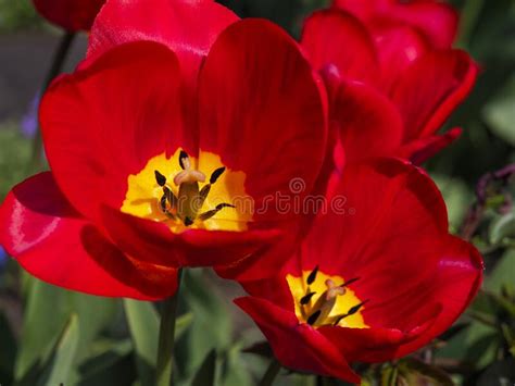 Tulips Are Colorful Spring Flowers On A Sunny Day Stock Photo Image