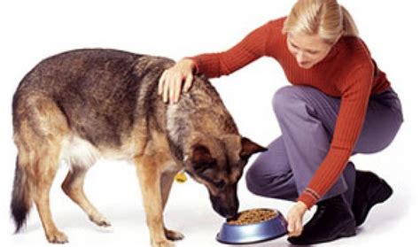 How often should i feed my puppy? What Should I Feed My Dog? - The Should