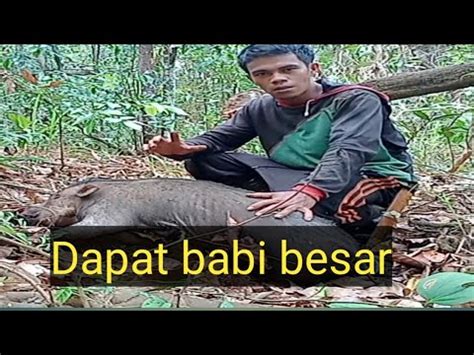 Menjerat Babi Hutan Dapat Babi Besar Part Youtube