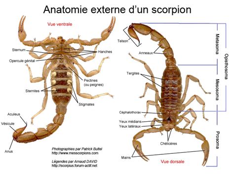 Anatomie Générale Du Scorpions