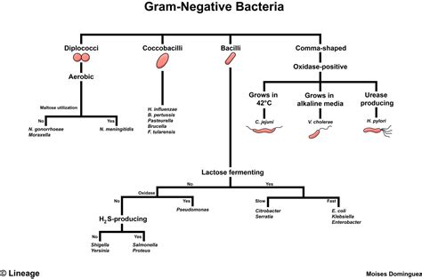 Gram Negative Bacteria Microbiology Microbiology Gram Negative