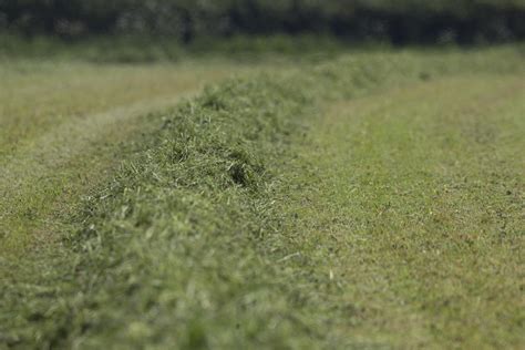 How To Sample Grass Before Cutting For Silage Ahdb